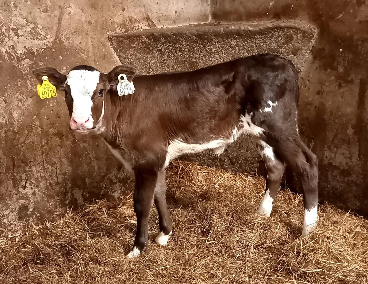 LIMOUSIN  HEIFER  CALF