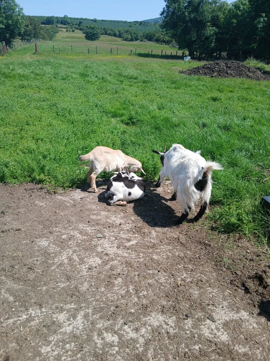 Livestock - Image 1