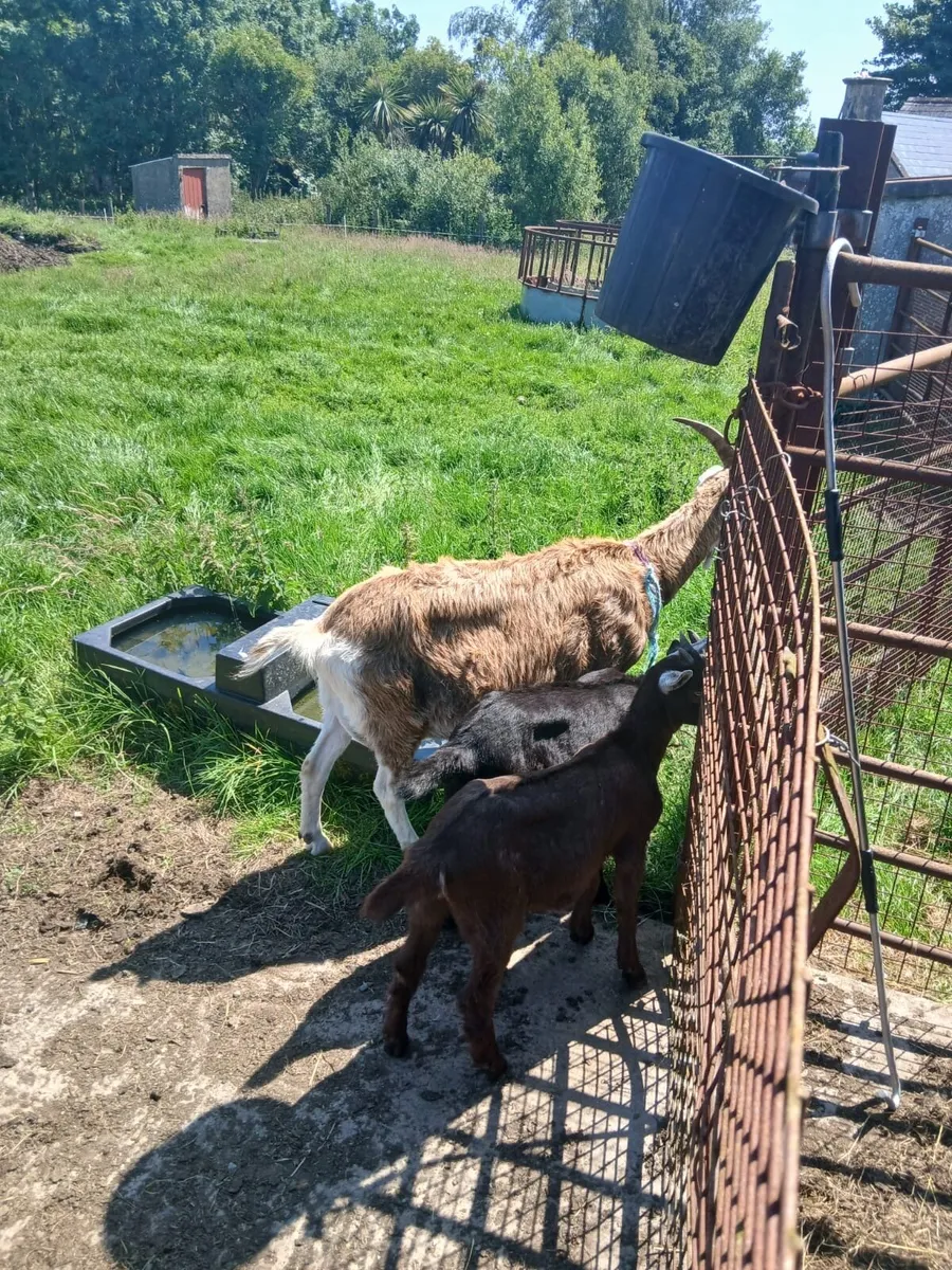 Livestock - Image 2