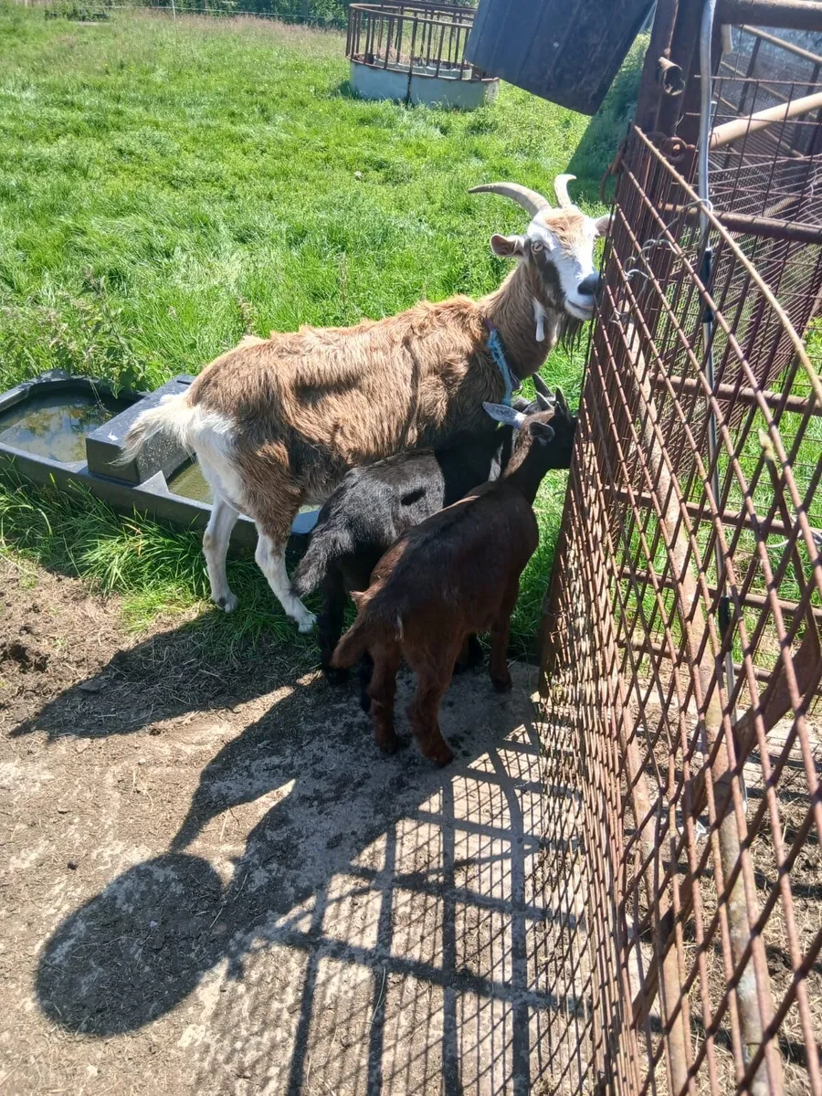 Livestock - Image 3
