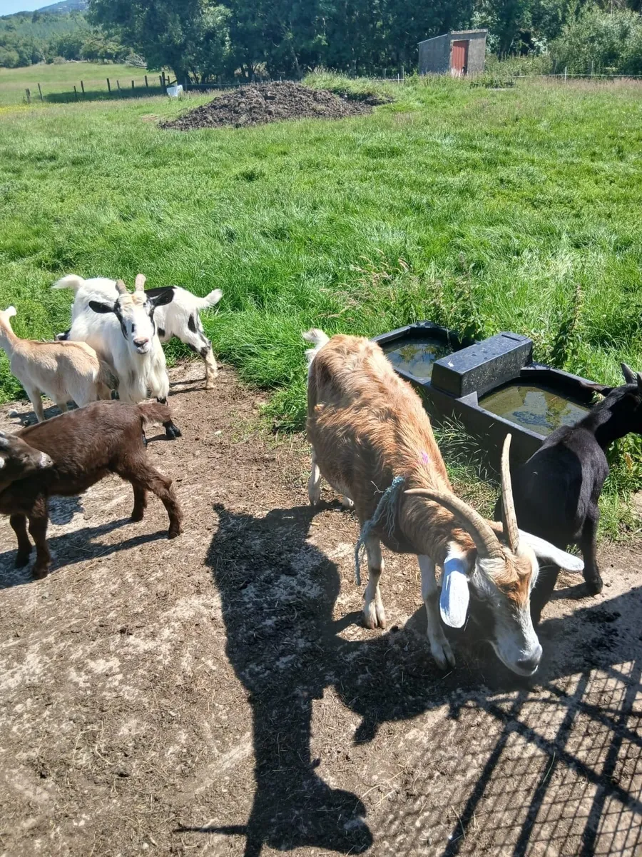 Livestock - Image 4
