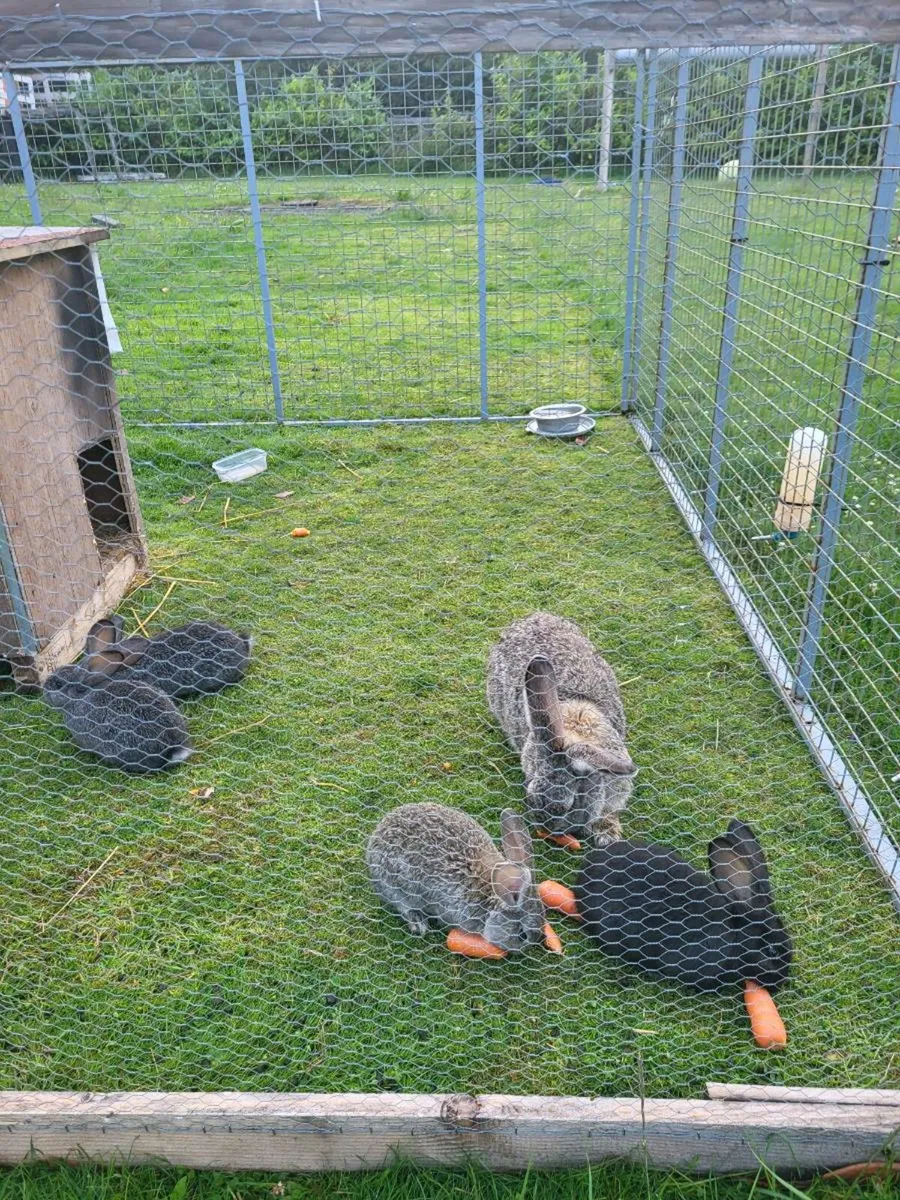 Giant Flemish Rabbits - Image 2