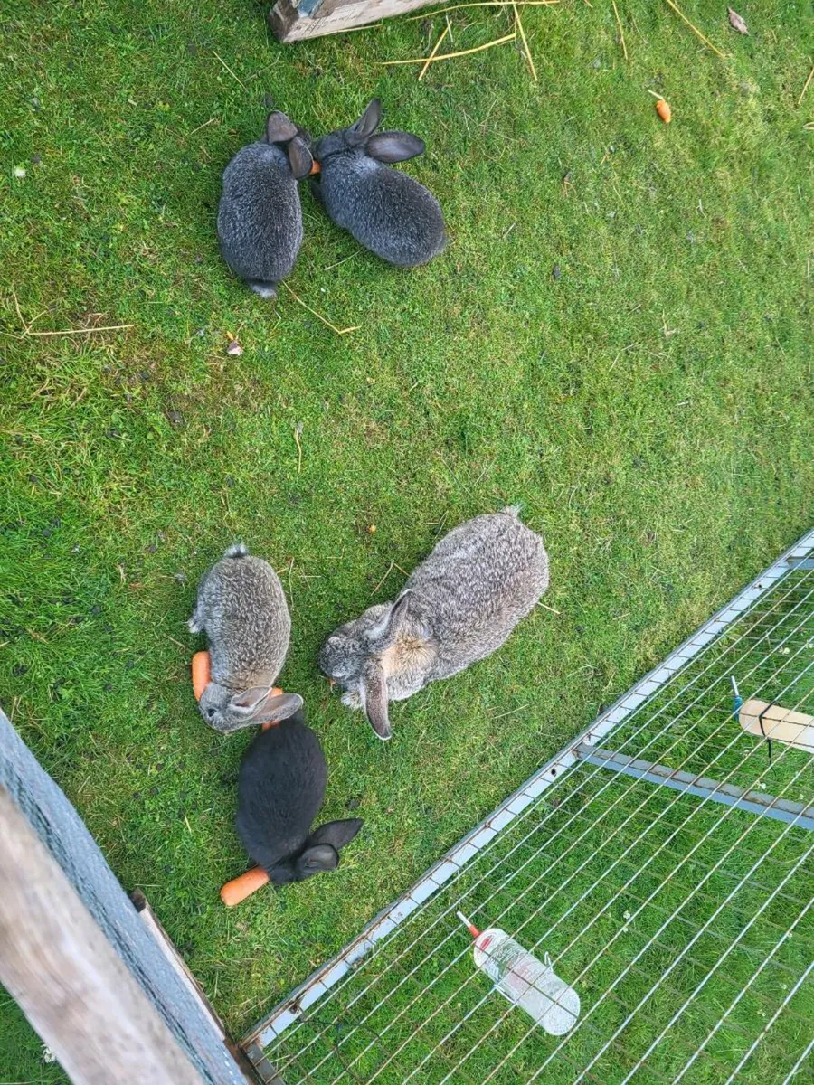 Giant Flemish Rabbits - Image 3