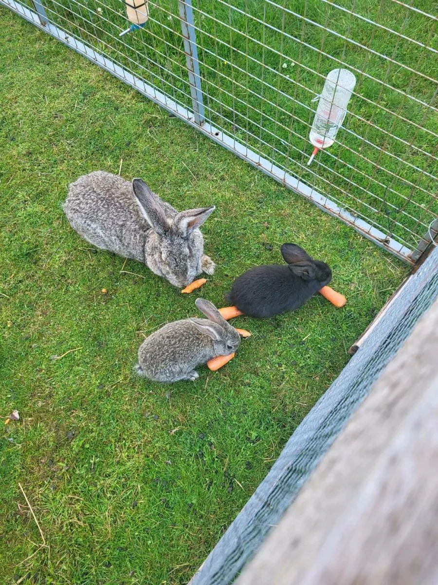 Giant Flemish Rabbits - Image 4