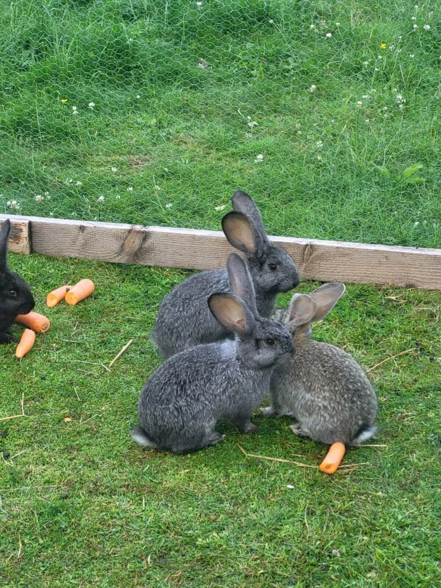Giant Flemish Rabbits - Image 1