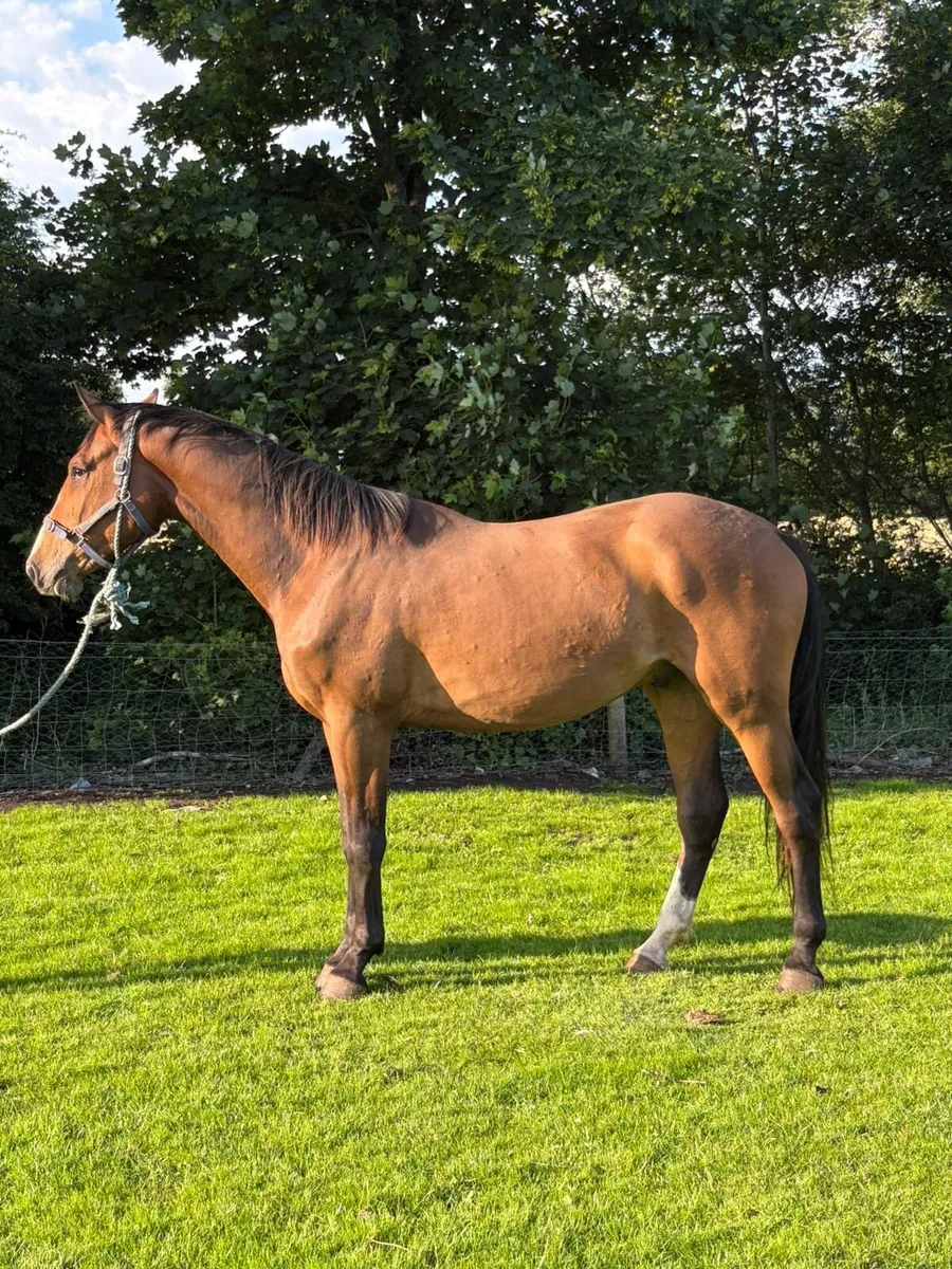3yo gelding CORNETINI X LUIDAM GYPSY - Image 1
