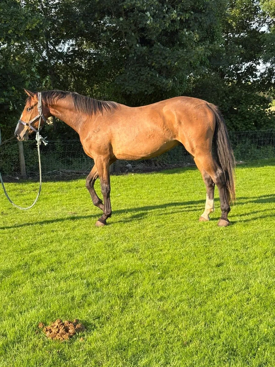 3yo gelding CORNETINI X LUIDAM GYPSY - Image 2