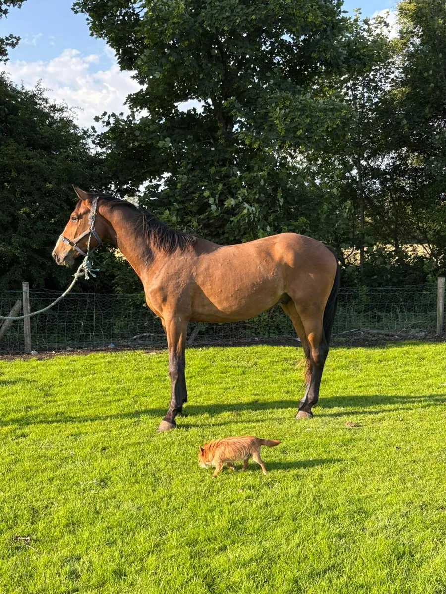 3yo gelding CORNETINI X LUIDAM GYPSY - Image 3
