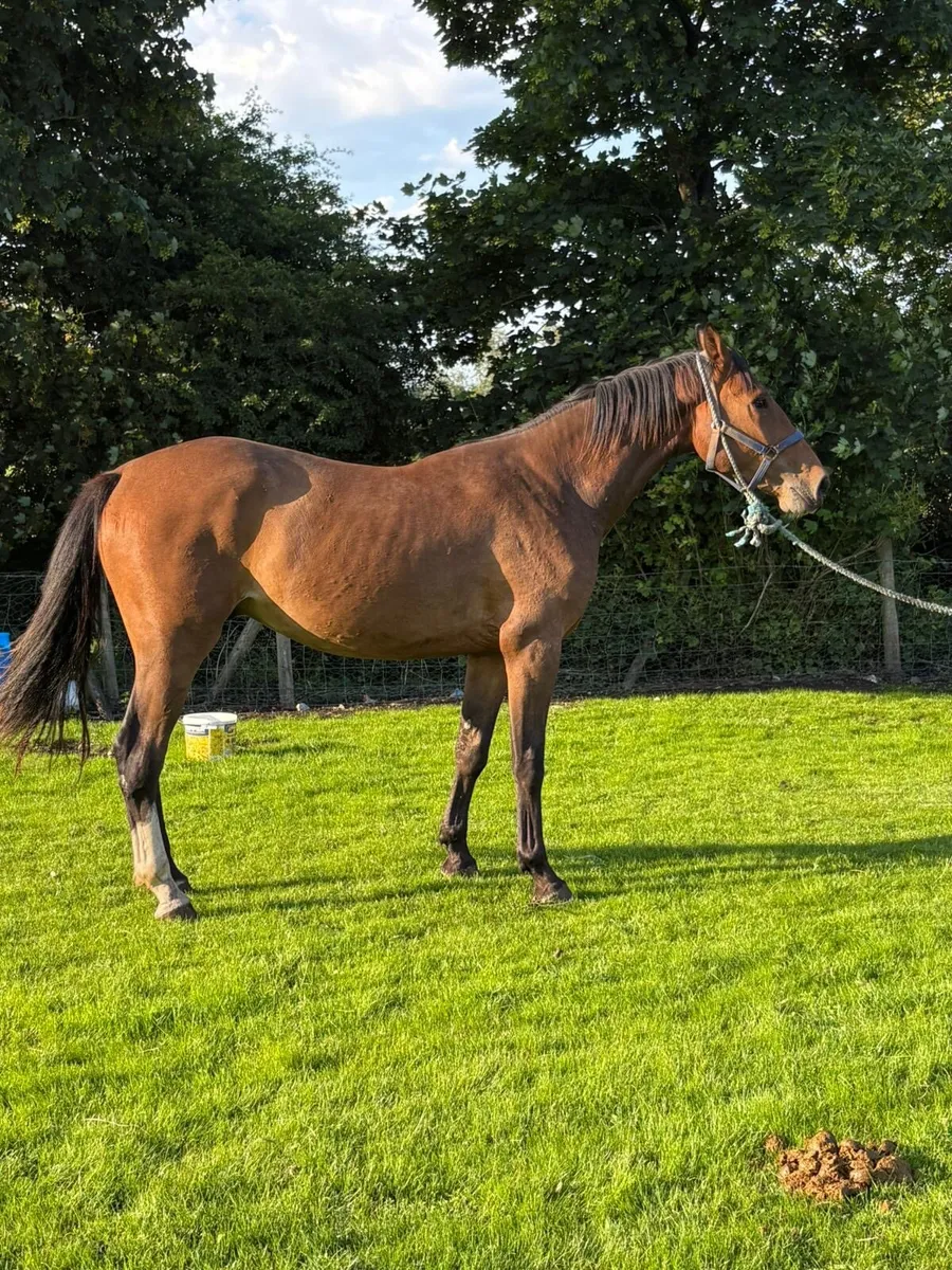 3yo gelding CORNETINI X LUIDAM GYPSY - Image 4