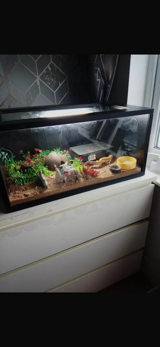 Leopard gecko and tank - Image 1