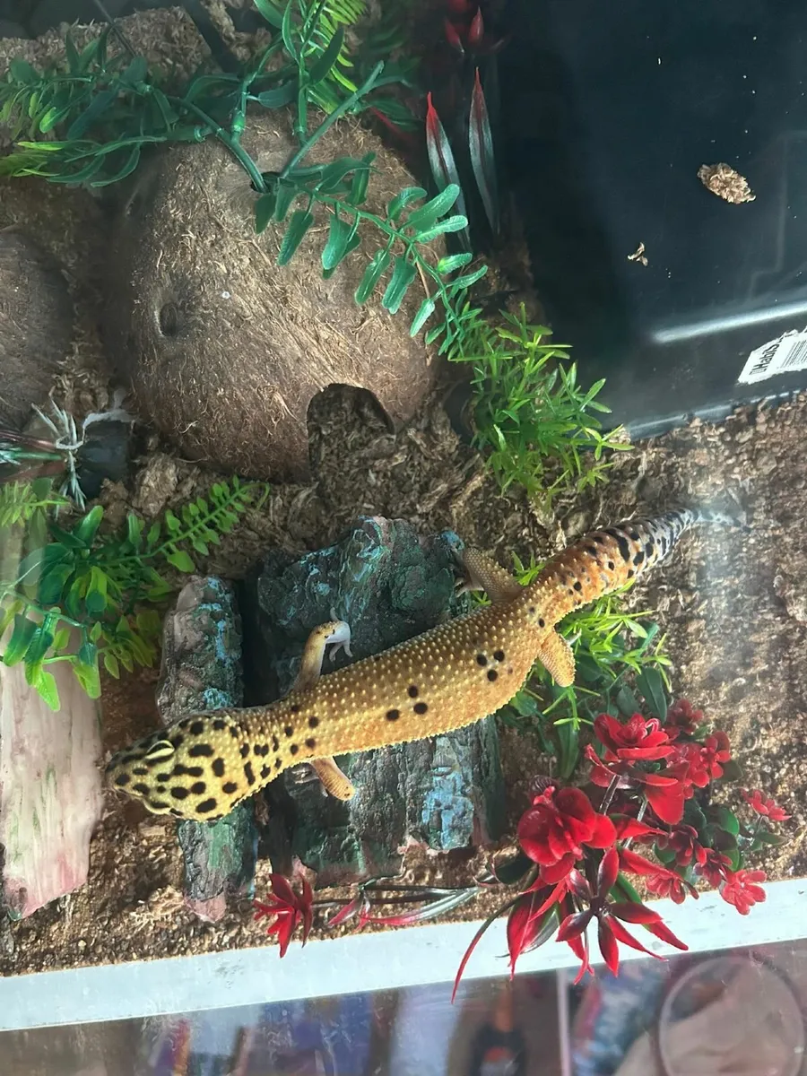 Leopard gecko and tank - Image 2