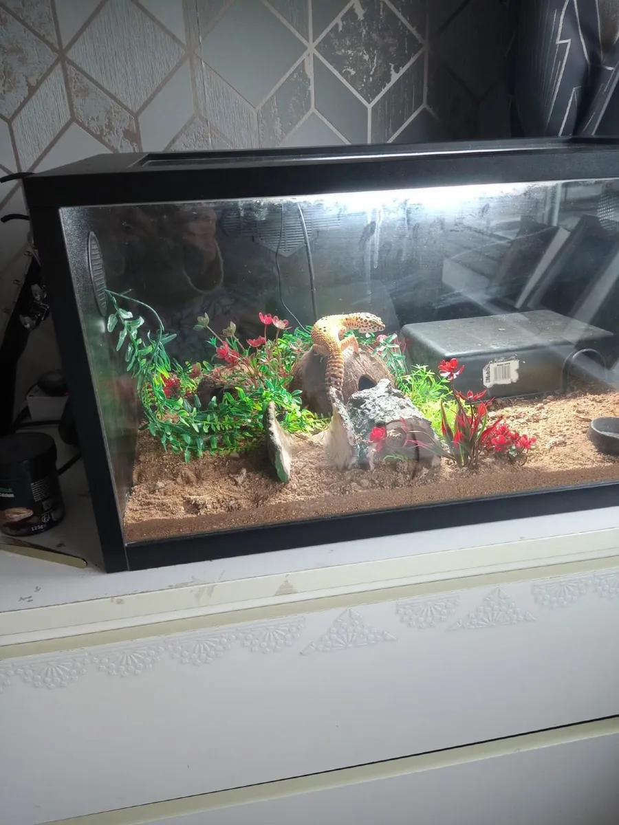 Leopard gecko and tank - Image 3