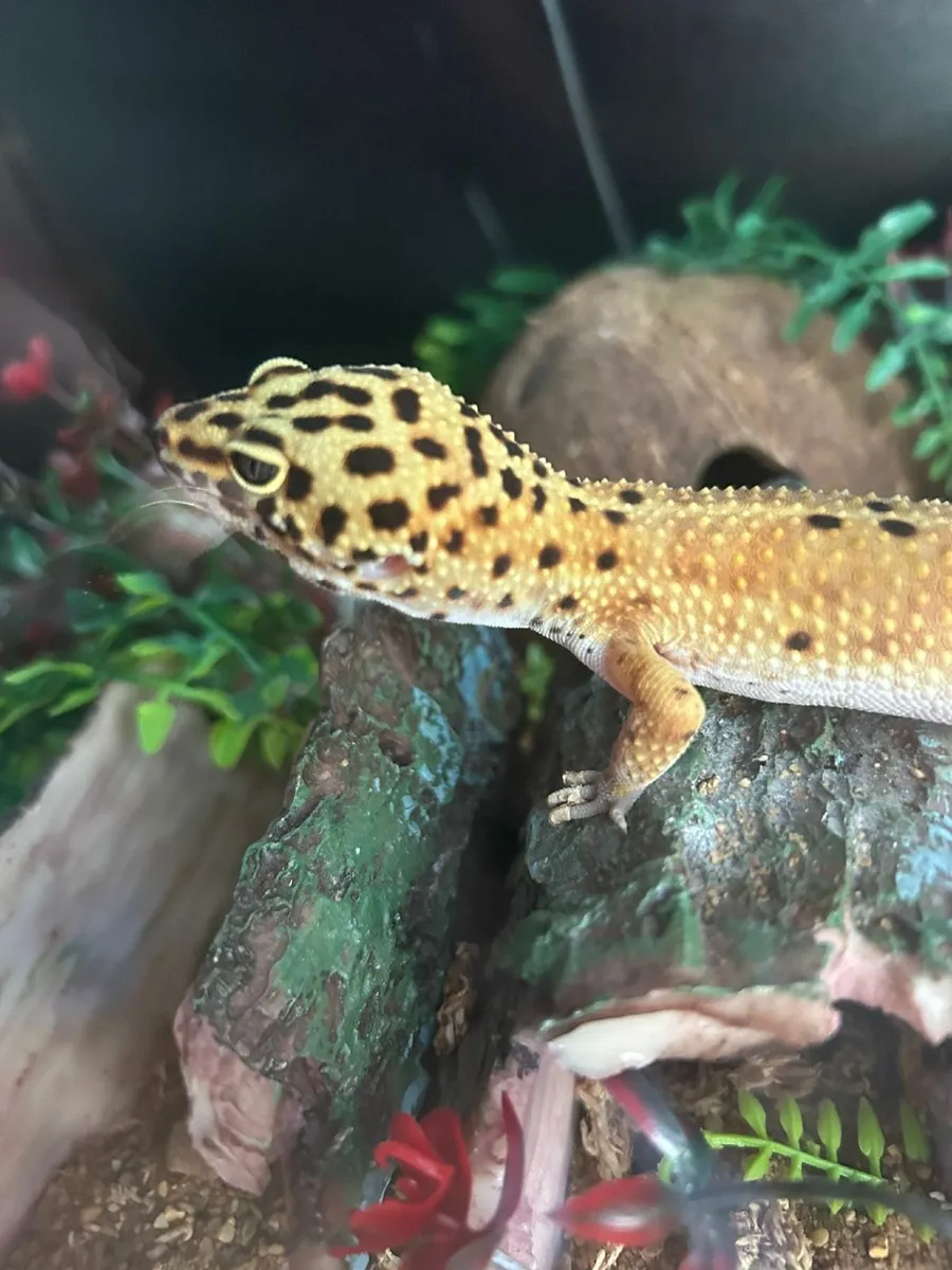 Leopard gecko and tank - Image 4