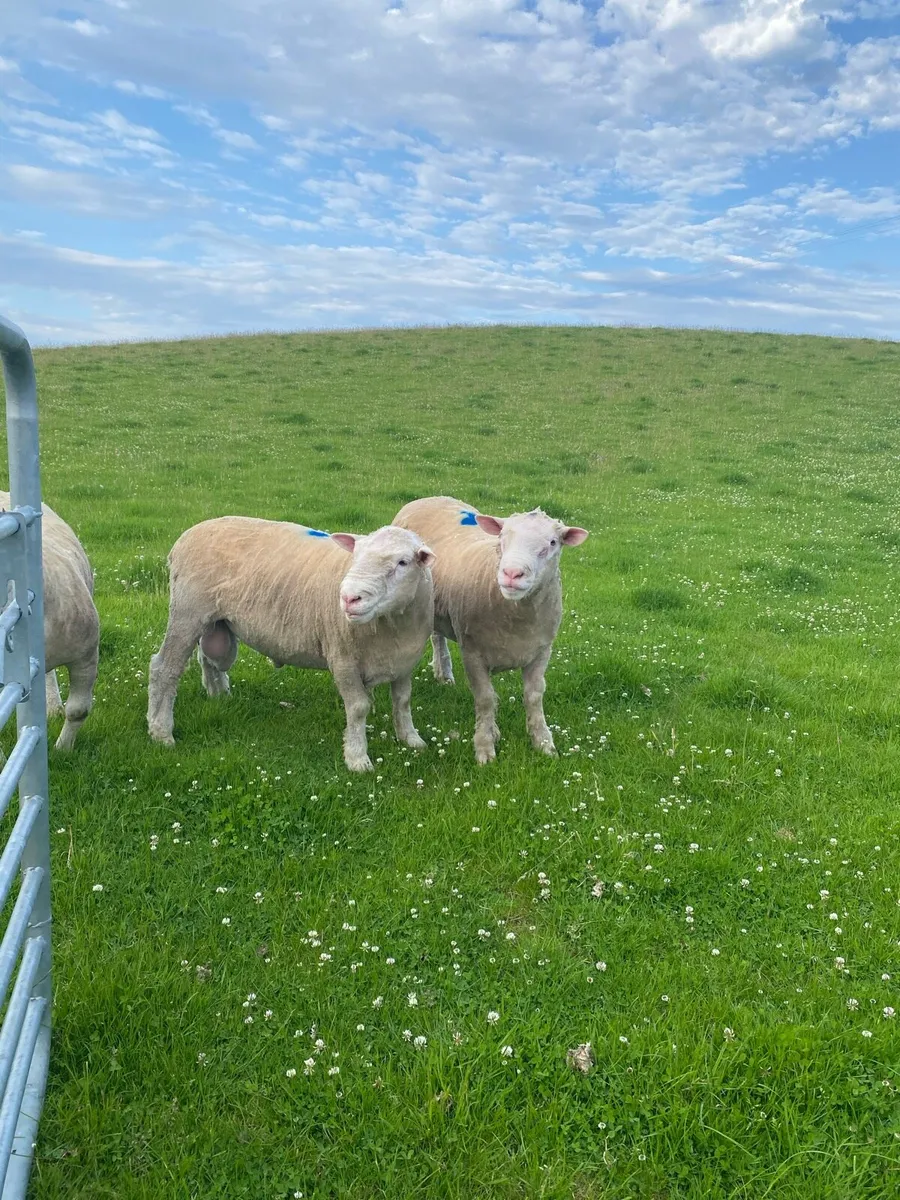 PBNR Dorset Rams - Image 1