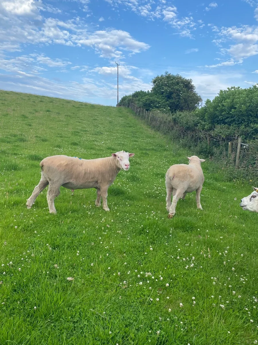 PBNR Dorset Rams - Image 2