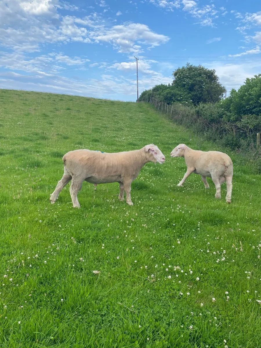 PBNR Dorset Rams - Image 3