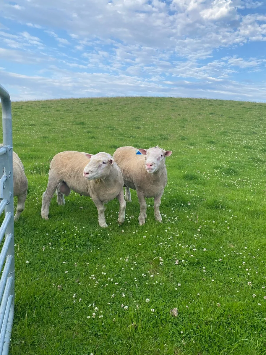 PBNR Dorset Rams - Image 4