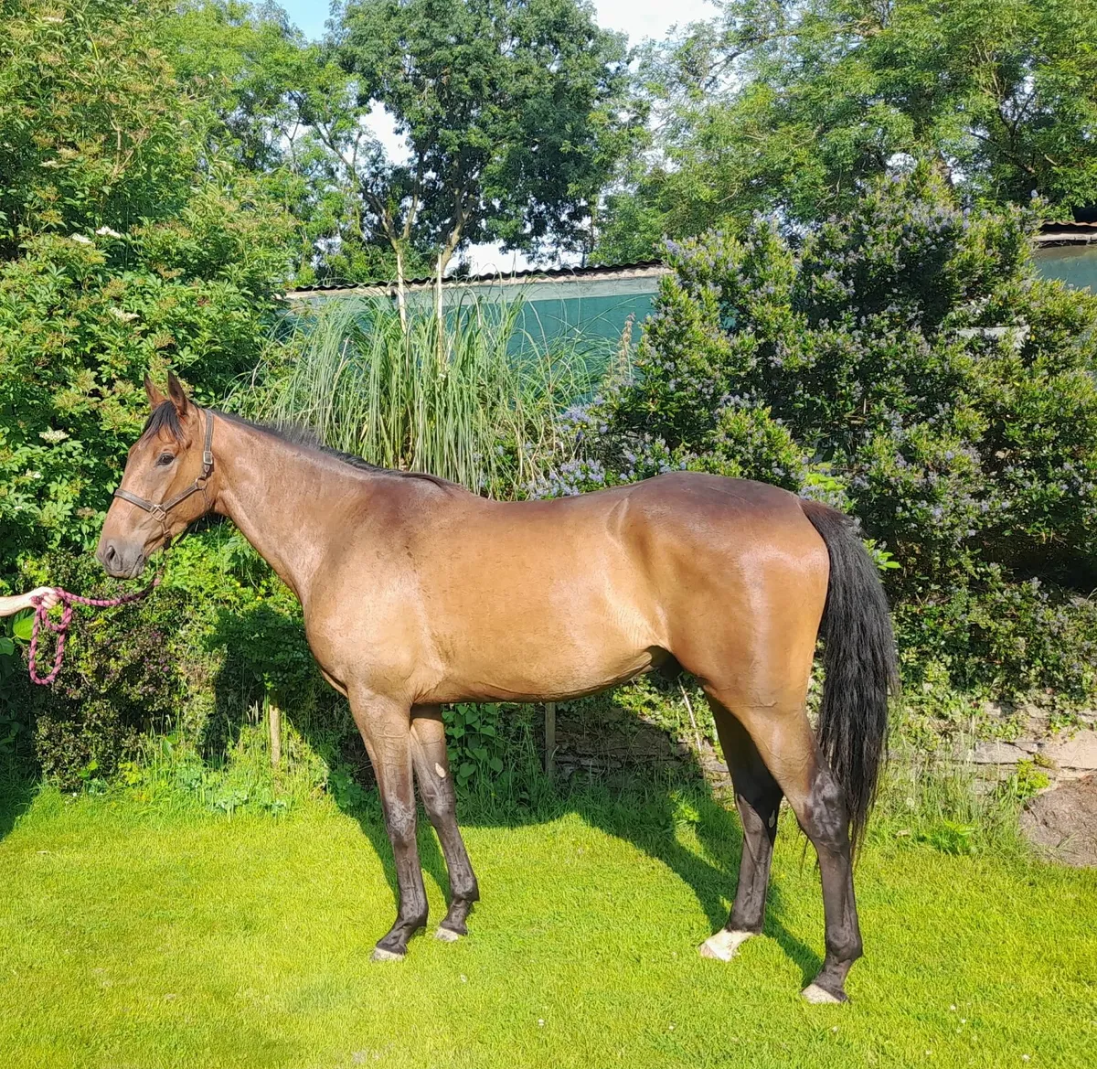 3 year old thoroughbred gelding - Image 1