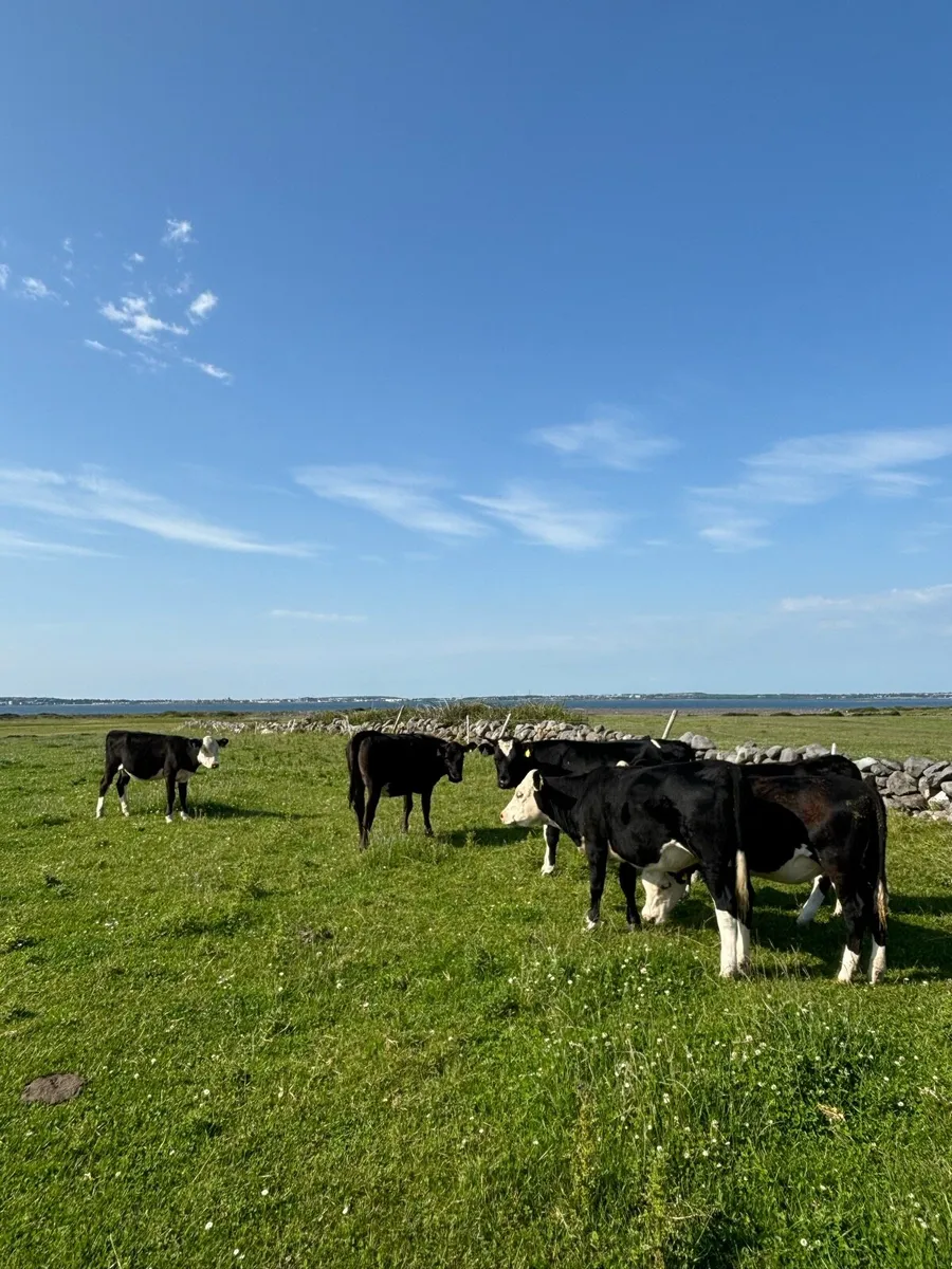 Yearling heifers - Image 1
