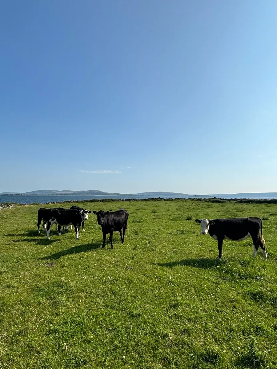 Yearling heifers - Image 2