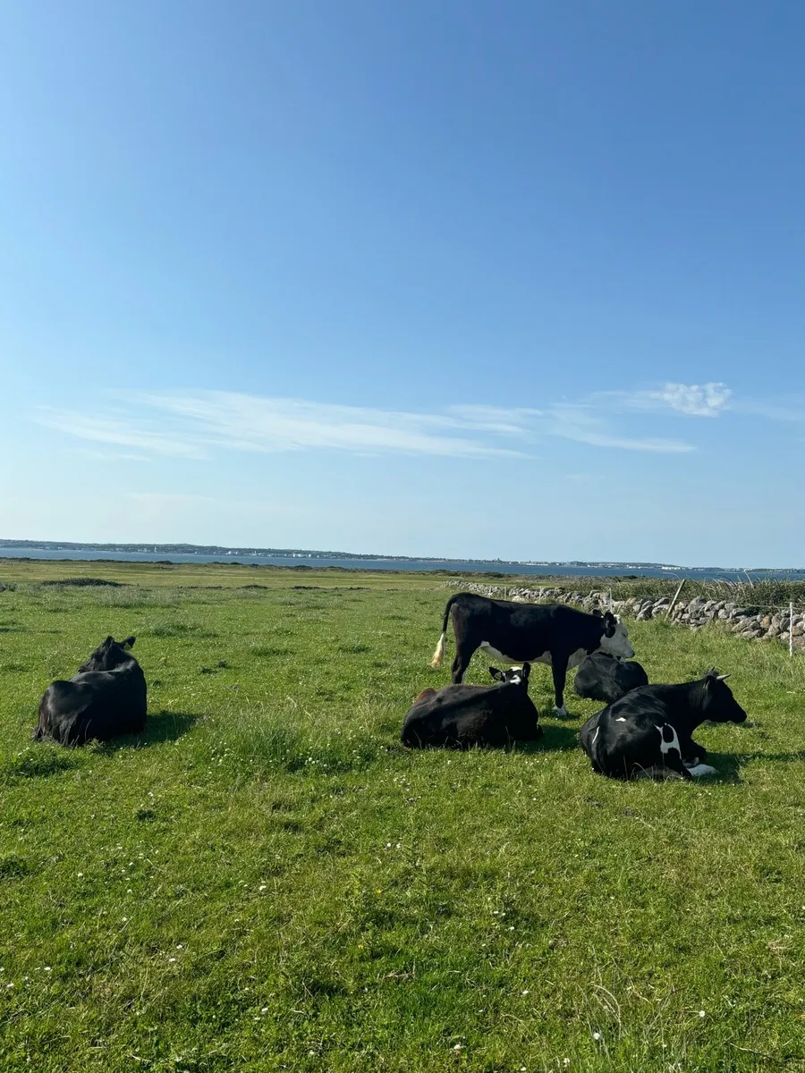 Yearling heifers - Image 3