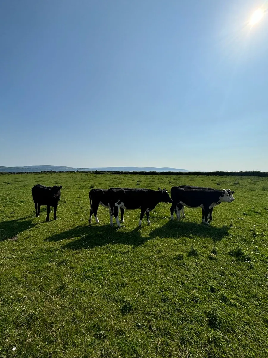 Yearling heifers - Image 4