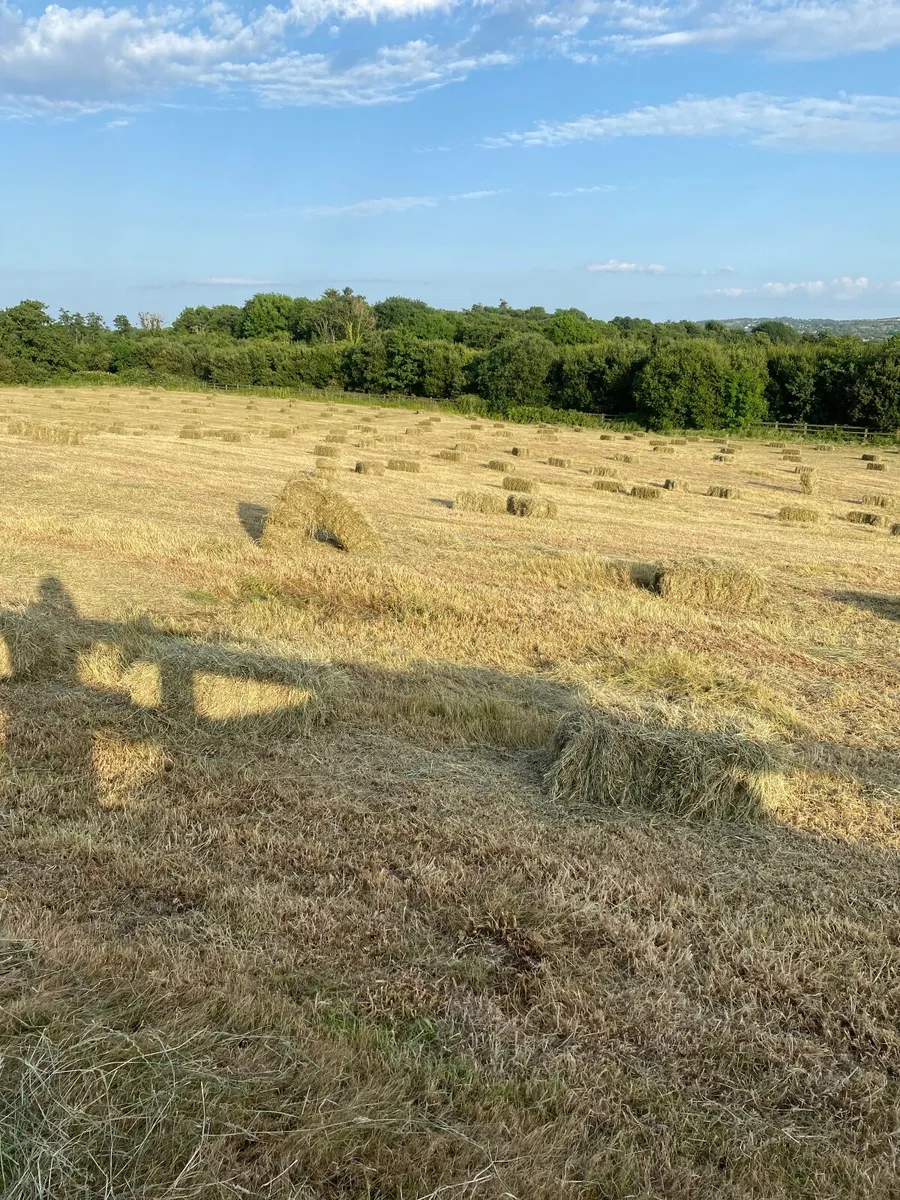 Square bales of hay