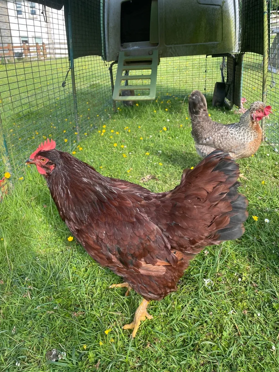 2 Hens, 1 Legbar, 1 Rhode  Island Red - Image 1