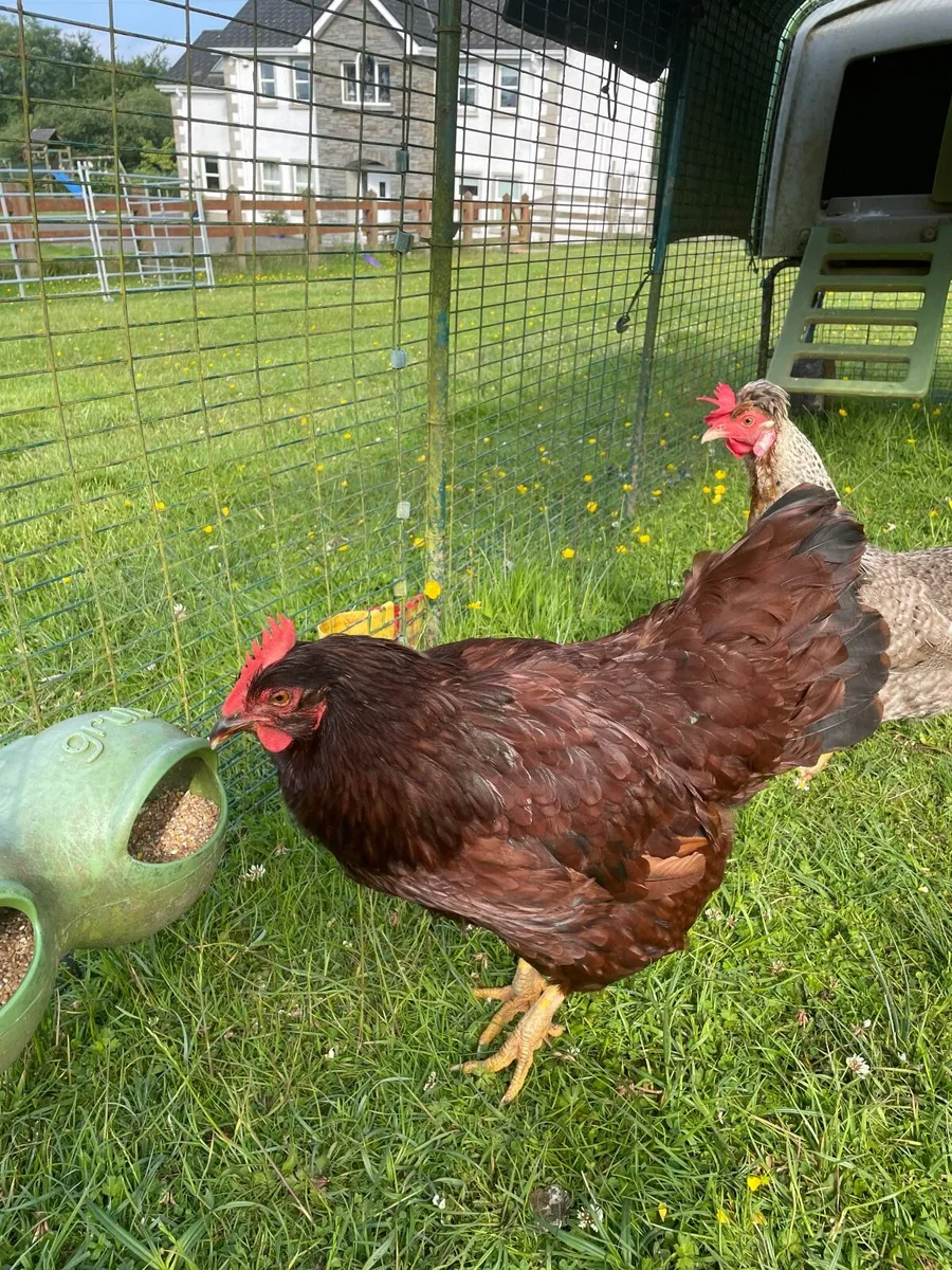 2 Hens, 1 Legbar, 1 Rhode  Island Red - Image 2