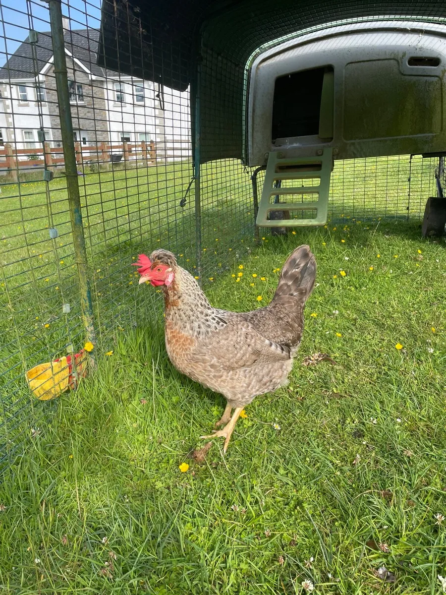 2 Hens, 1 Legbar, 1 Rhode  Island Red - Image 3