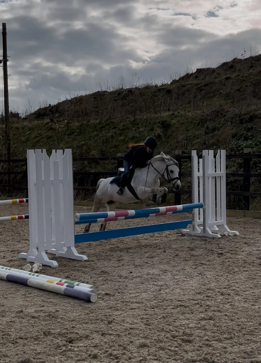 122cm, 12 year old, grey mare - Image 1