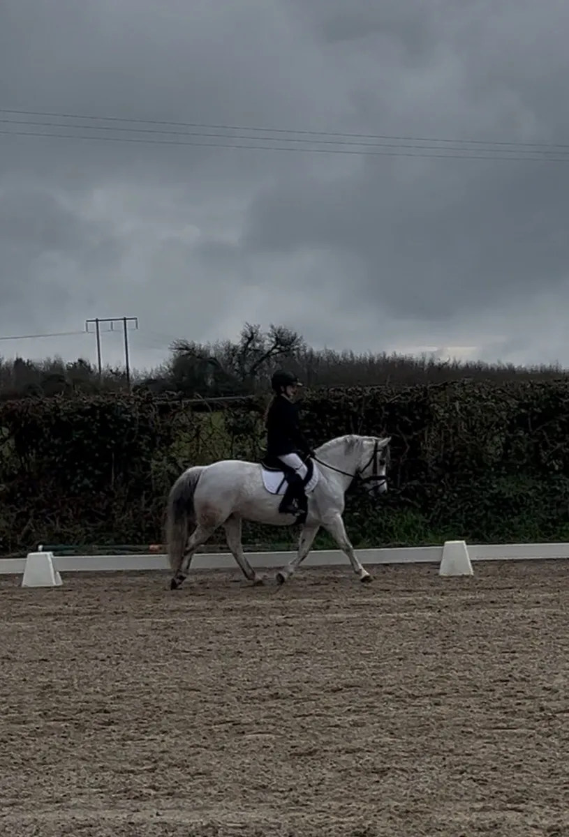 122cm, 12 year old, grey mare - Image 2
