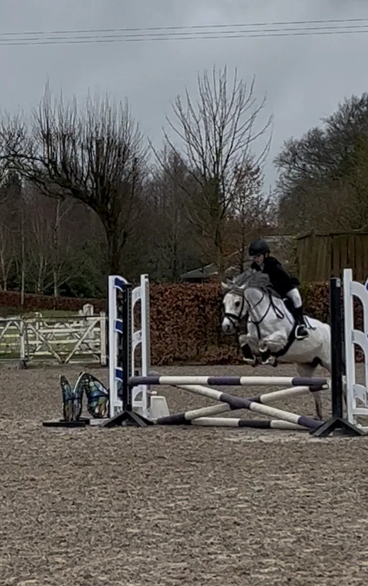 122cm, 12 year old, grey mare - Image 3