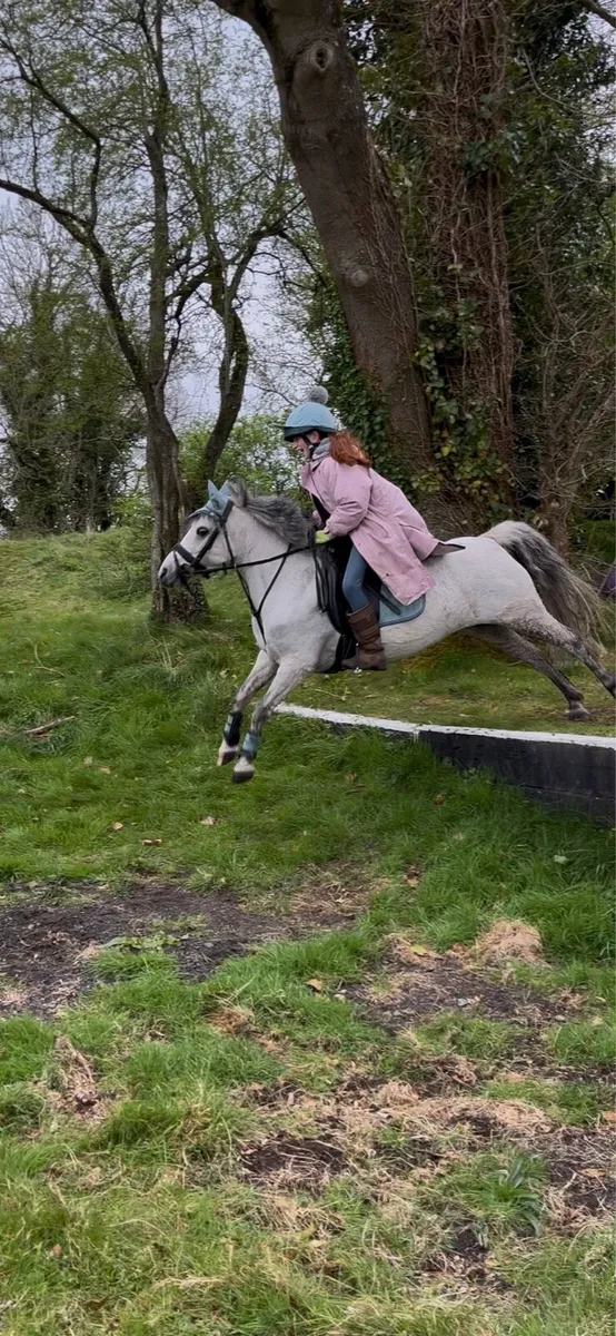 122cm, 12 year old, grey mare - Image 4