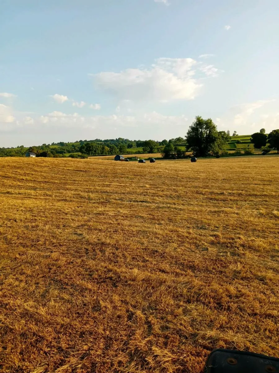 Silage  Bales - Image 2