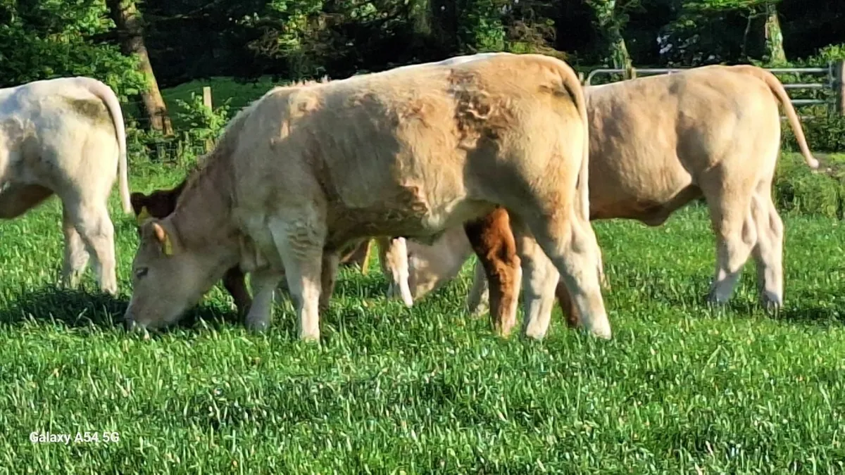 Super u grade heifers - Image 2