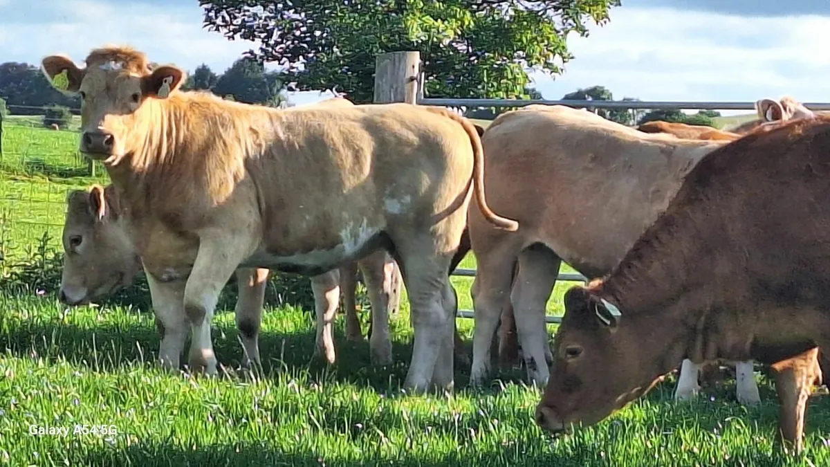 Super u grade heifers - Image 3