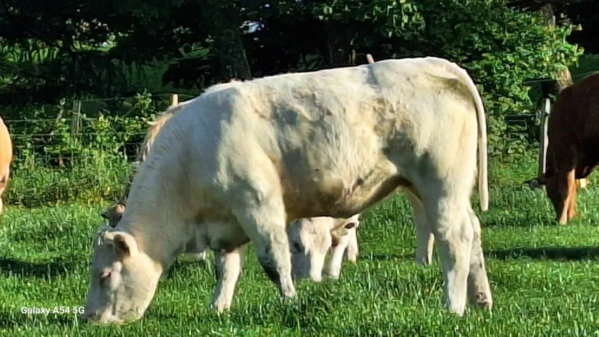 Super u grade heifers - Image 4