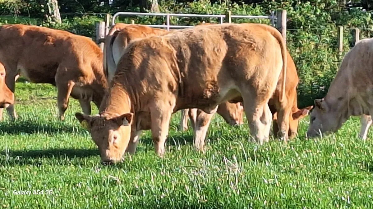 Super u grade heifers - Image 1