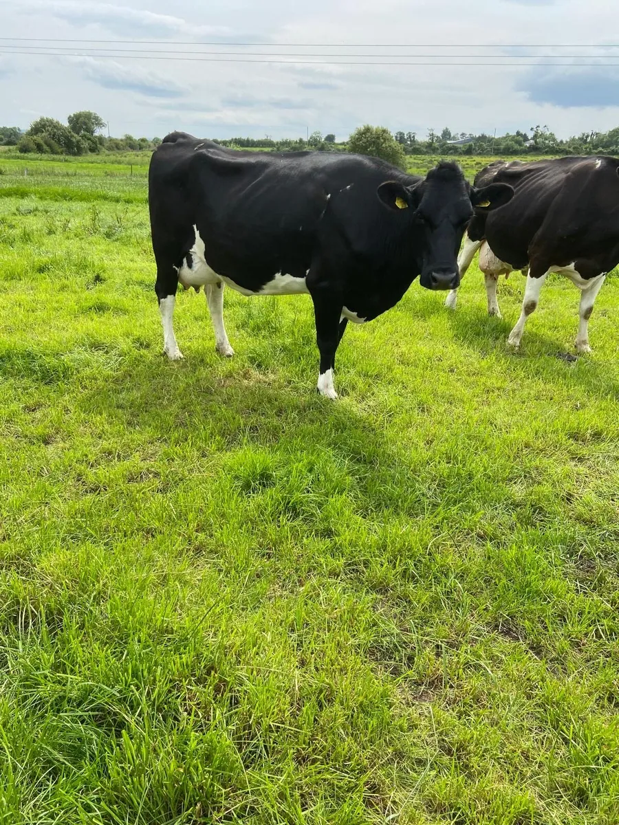 Dairy cow - Image 1