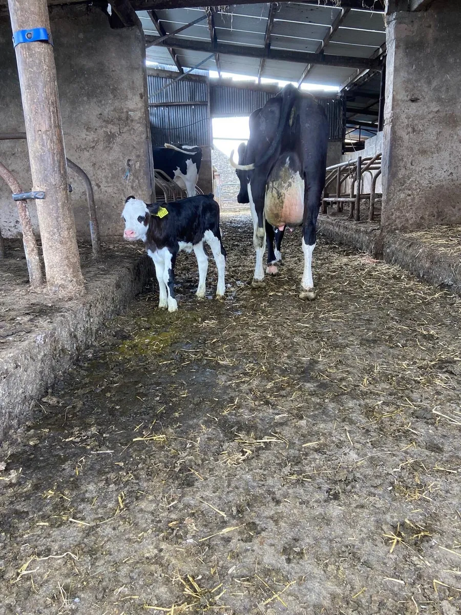 Dairy cow - Image 2