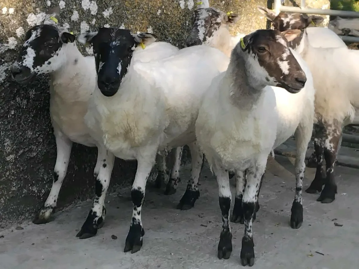 5 Super Mule Ewe Hoggets - Image 1