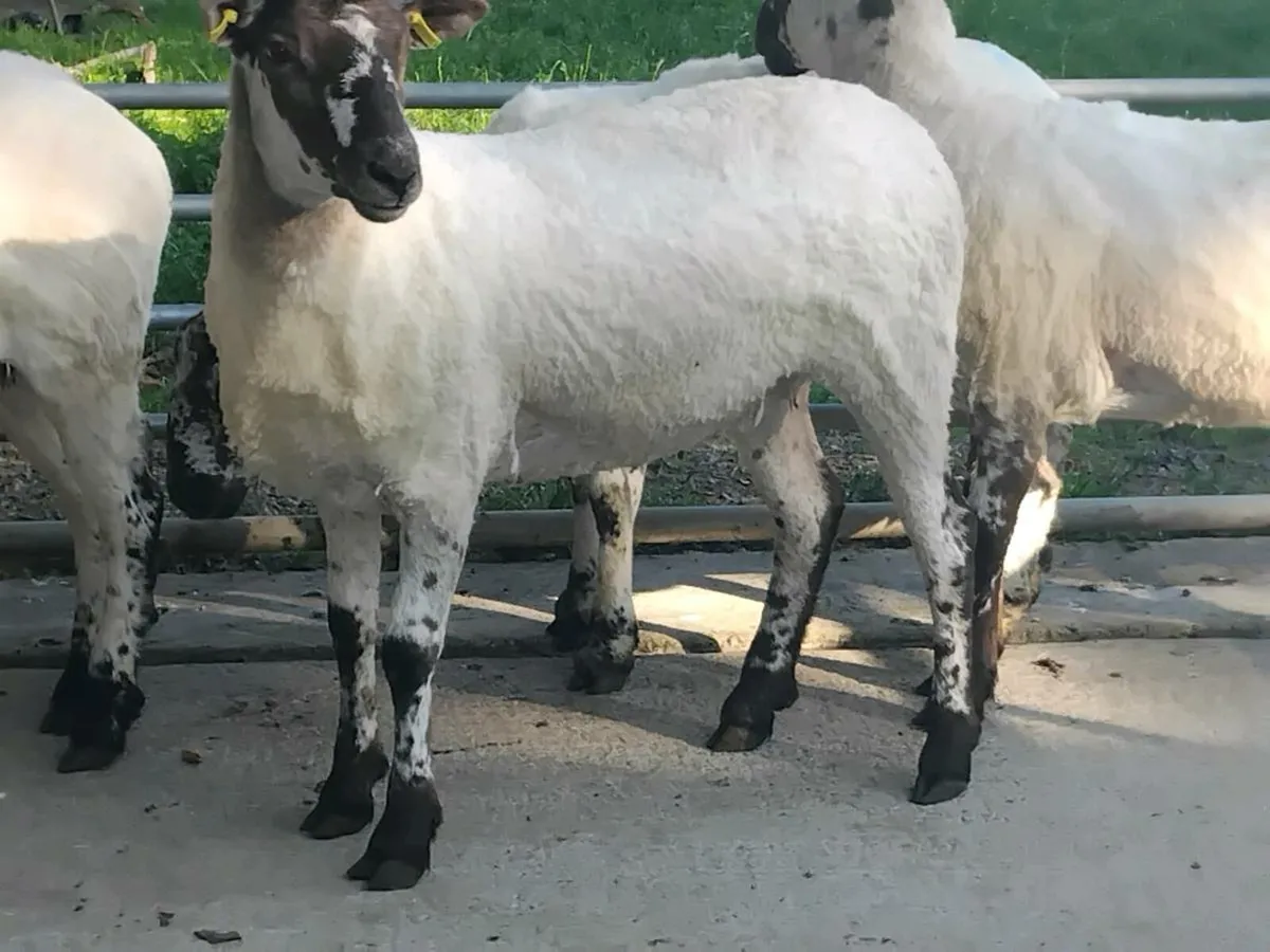 5 Super Mule Ewe Hoggets - Image 2