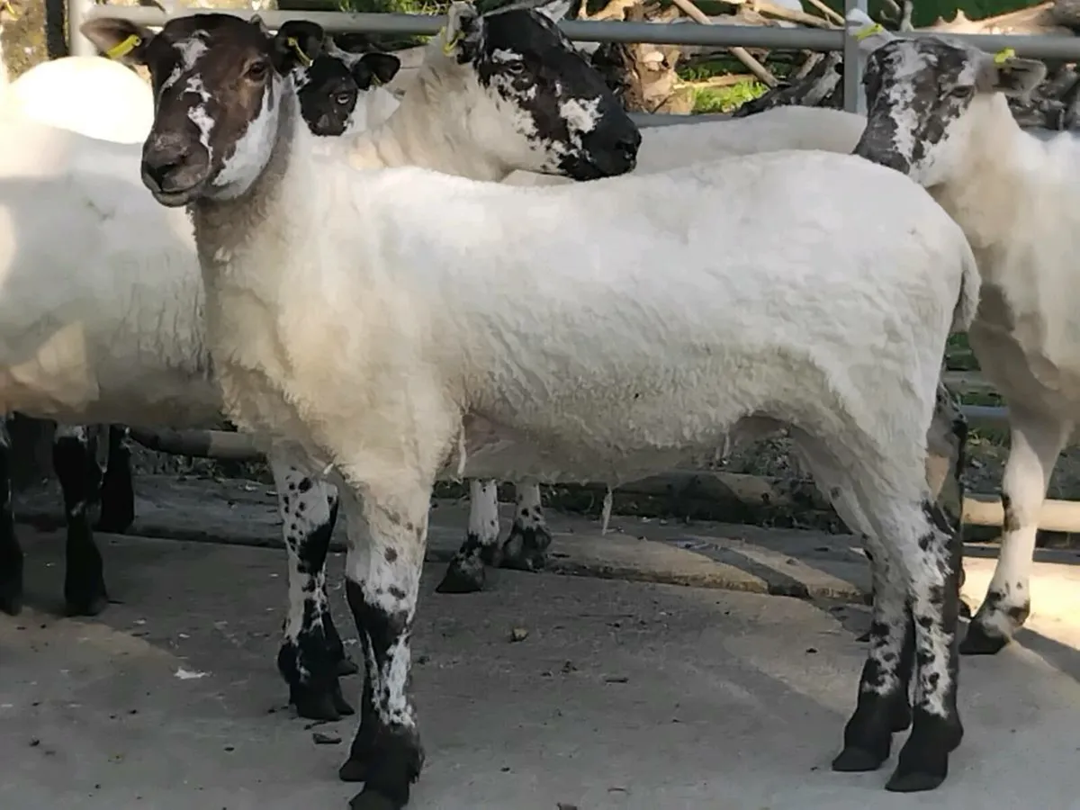 5 Super Mule Ewe Hoggets - Image 3