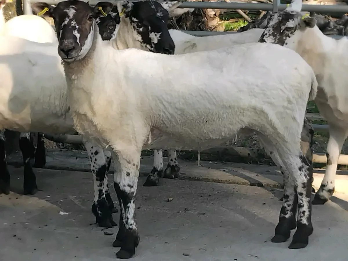 5 Super Mule Ewe Hoggets - Image 4