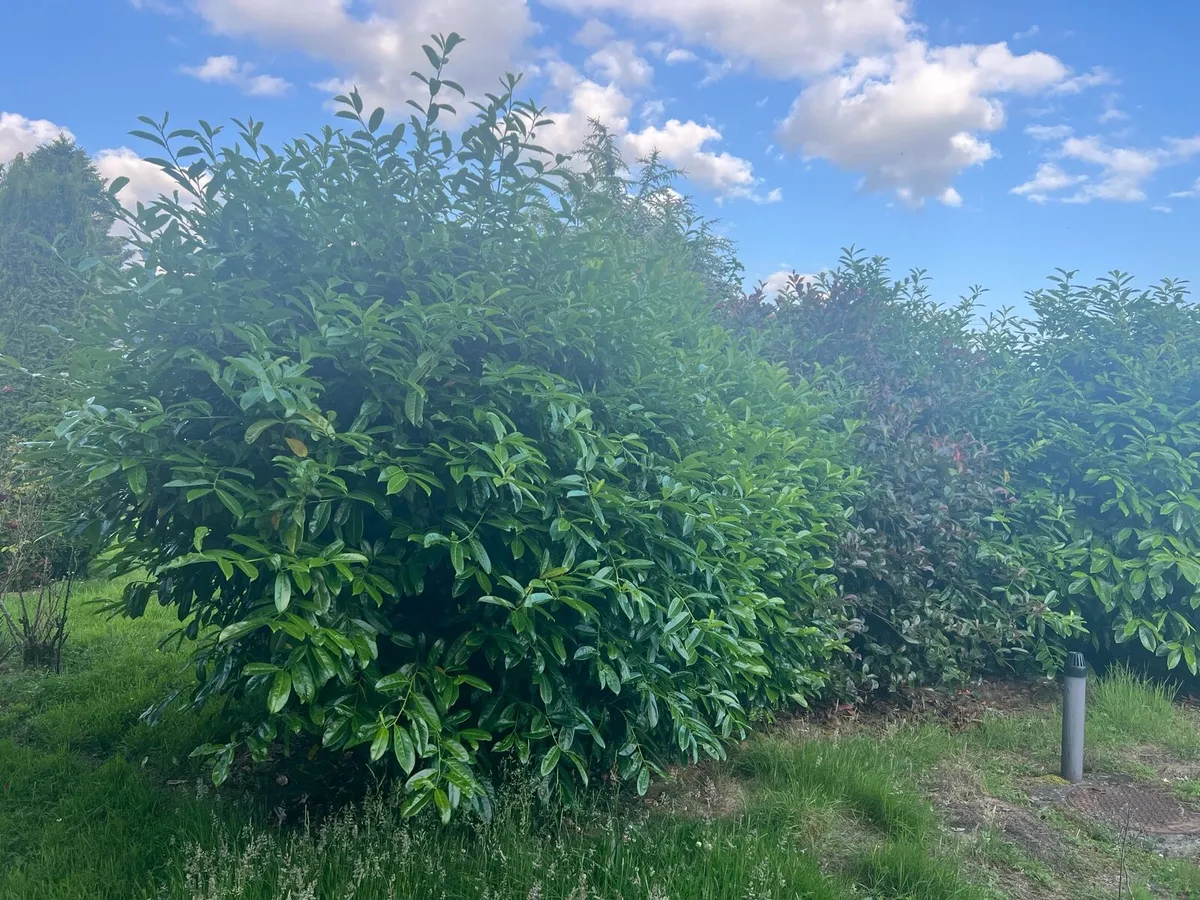 Trees - Image 1