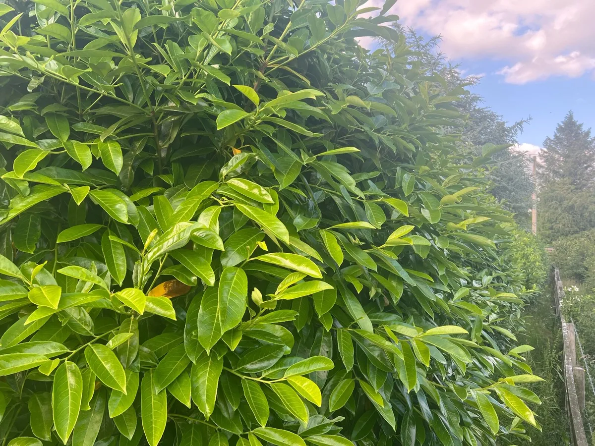 Trees - Image 2