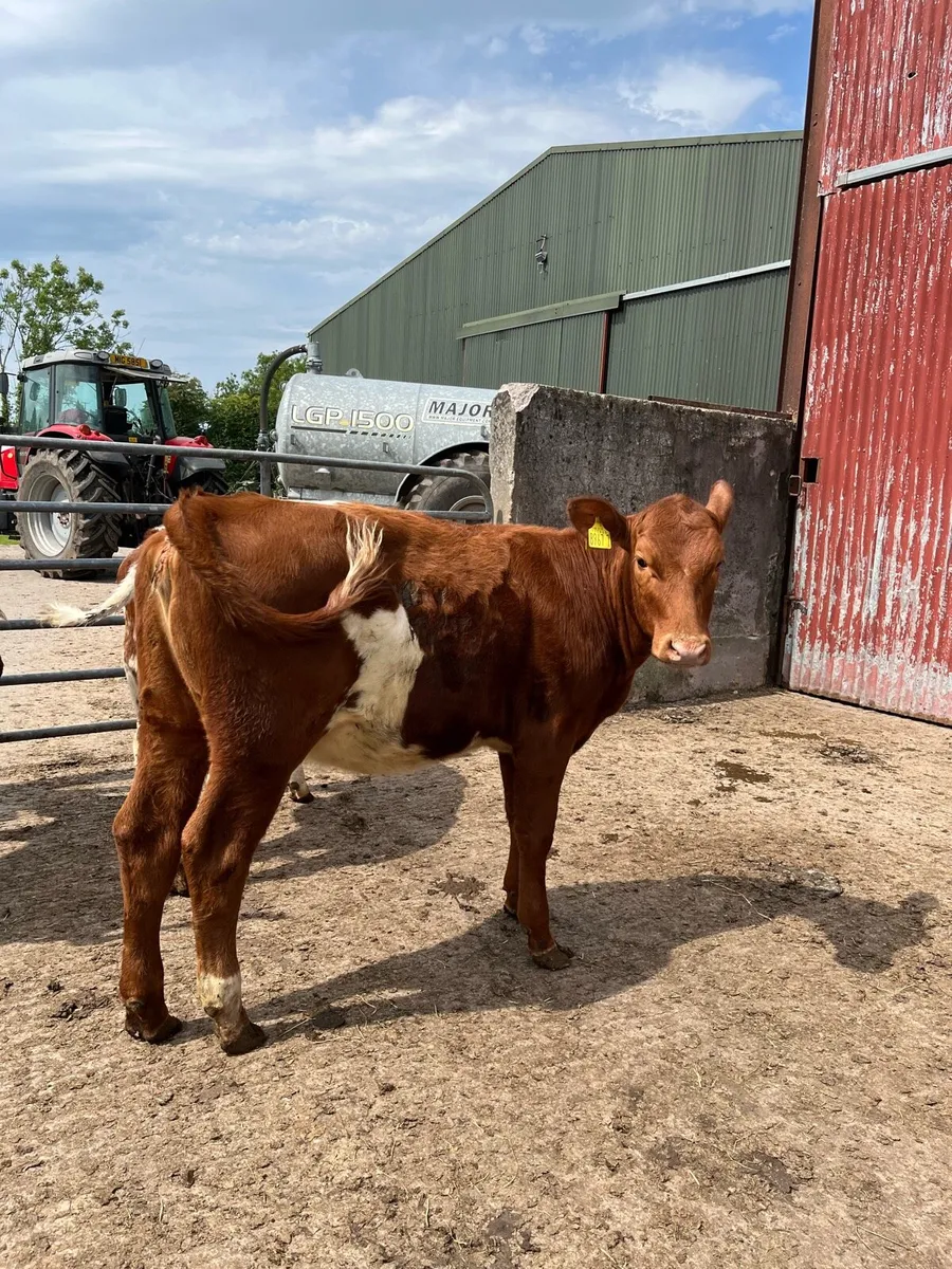 Beef Shorthorn Heifers - Image 1