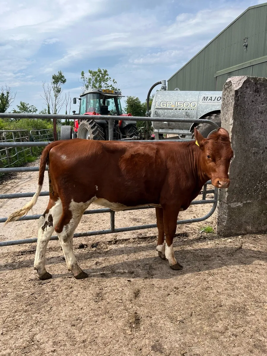 Beef Shorthorn Heifers - Image 2