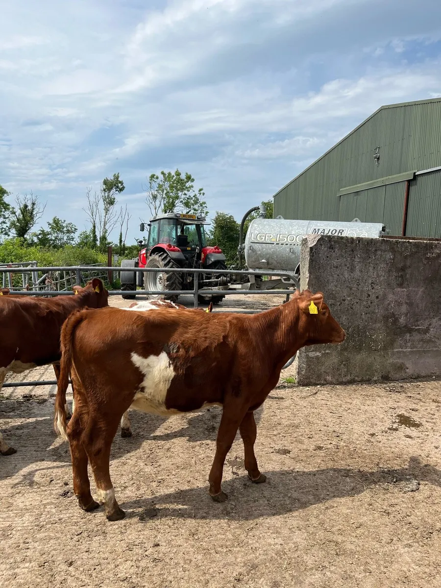 Beef Shorthorn Heifers - Image 3
